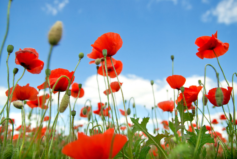 poppy against blue sky